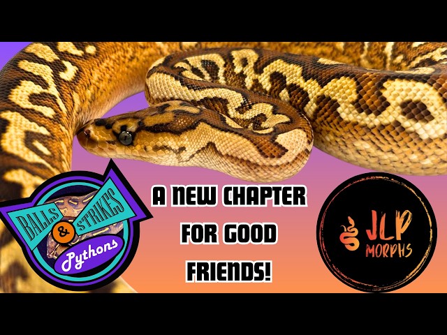 A New Chapter For Some Great Friends! | Reptile Genetics Weekly Ep 146