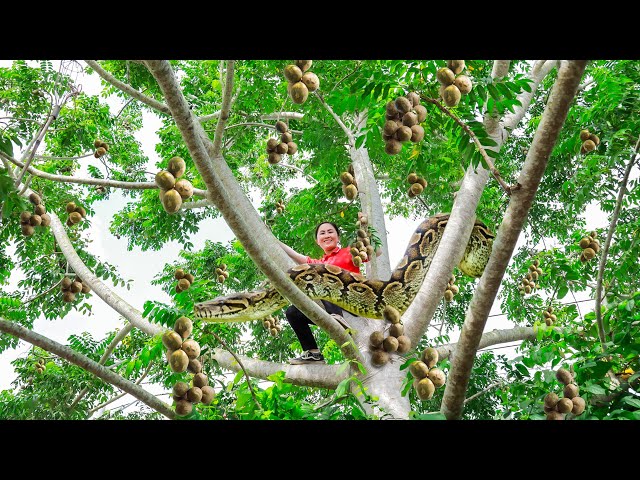 REWIND TIMELAPSE: 99 Days Harvesting 10,000+ Wild Ambarella for the Market | Giant Python Encounter