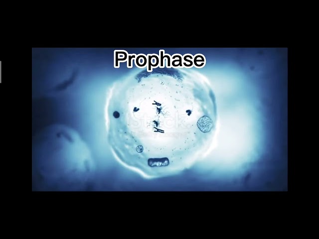 Mitosis & it's phases