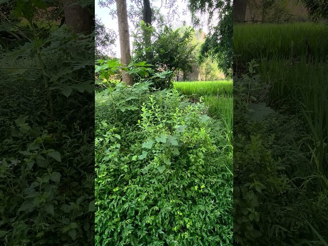 Mehndi #algorithm #song #viral#video