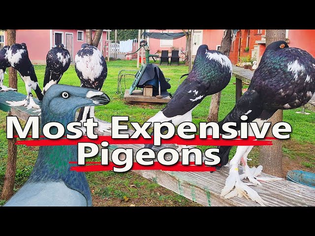 Top 100 Most Expensive Pigeon Breeds