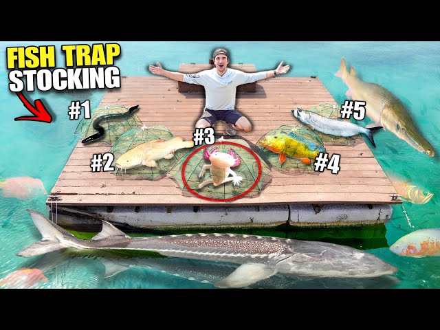 Giant FISH TRAP STOCKING For My 4000G Backyard POND!! (4 Traps, 4 Spots)