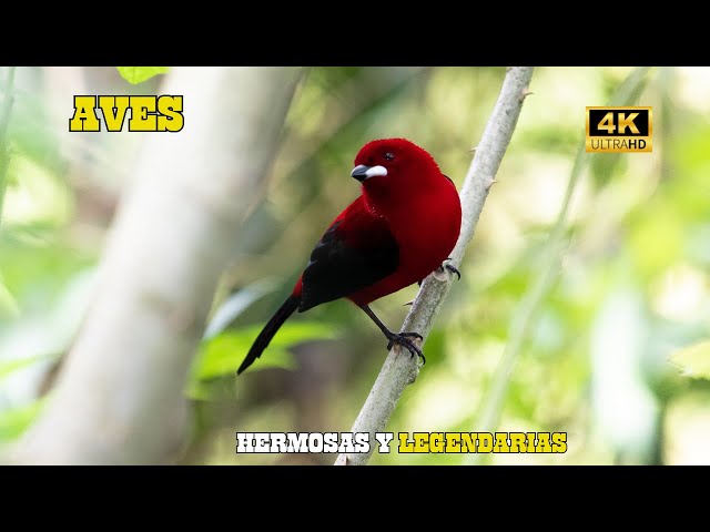 AVES Legendarias: PRECIOSIDADES De Nuestro PLANETA | DOCUMENTAL Completo Episodios 1,2 y 3