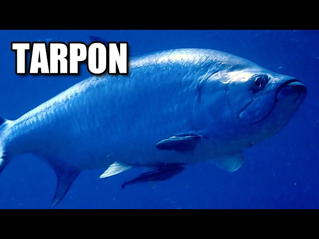 Tarpon Facts: a HIGH FLYING Fish 🐟 Animal Fact Files