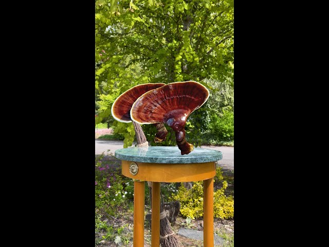 Ganoderma lucidum! 🪄✨