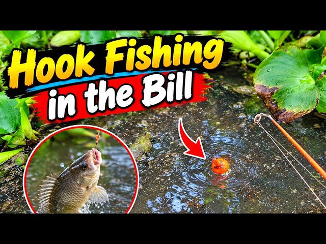 Hook fishing in the bill #