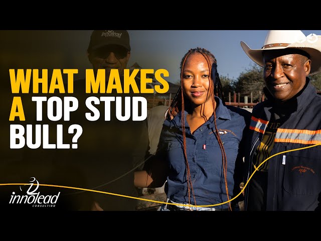 EP38 | Inside the Art of Cattle Breeding, From Family Farm to Stud Breeder