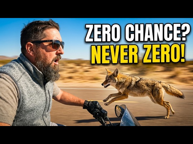 360 The chance of hitting a coyote while riding is slim, but never ZERO. #motorcycle #wildlife