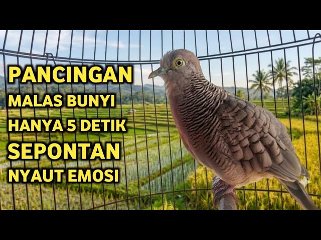 Perkutut Lokal Gacor Suara Super Kristal - Pancingan Malas Bunyi  (99%AMPUH BANGET)
