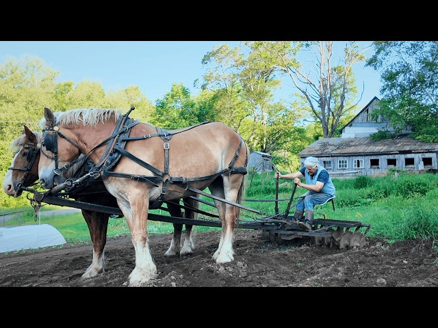 Solitary 70-Year-Old Homesteader | She Farms Like It's 1850