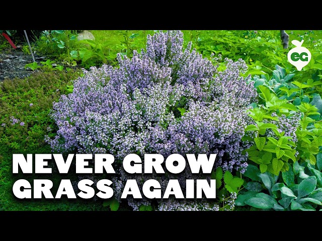 3 Sustainable Lawn Alternatives (for Cold Climates)