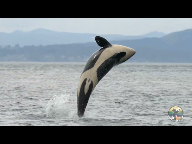 OBI's 2022 Orca Highlight Video