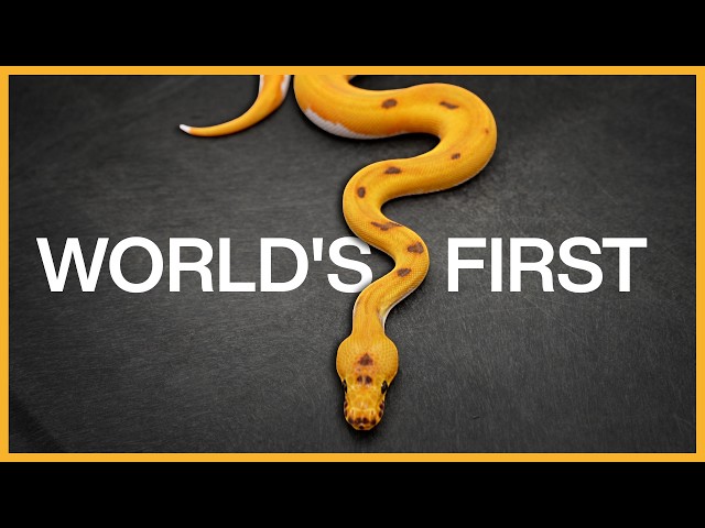 This snake took 10 YEARS to make!😱 - NEW Quad Recessive