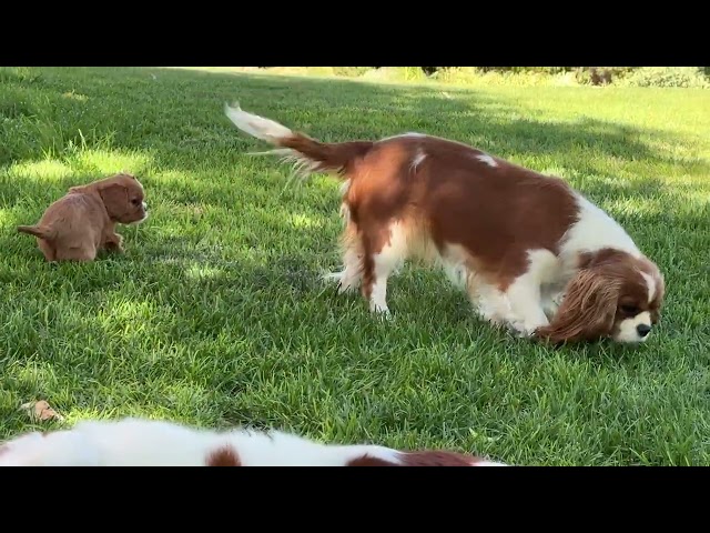 Perfect Ruby Cavalier Puppy Boy at play!  Go to BlueHouseCavaliers.com to apply. 