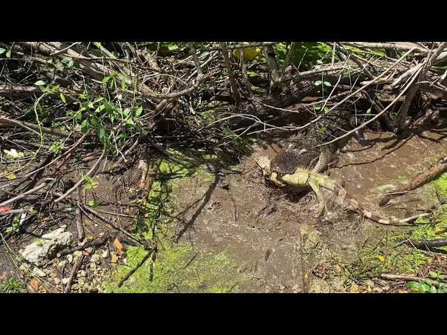 Day 2 Hunting Tegu and Chickens in Florida’s Everglades! Alligator ate our iguana!