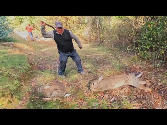 First Version of the Trehuaco Hunting Championship 2025: Rabbit hunting with a Greyhound