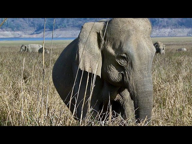 Journey into the Heart of Corbett National Park. HD