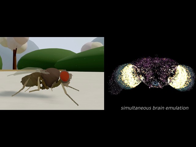 The First Multi-Behavior Brain Upload