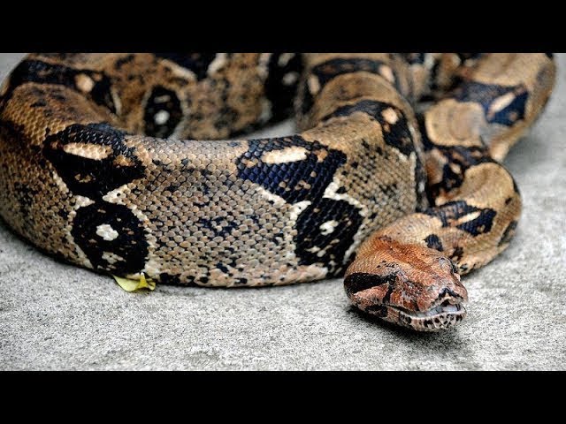 Woman calls 911 as rescued boa constrictor wraps around her face