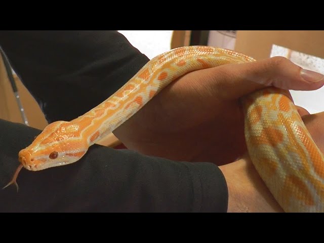My new pet Snake! Albino Burmese Python Baby ( Molurus Bivittatus ) First time Feeding!