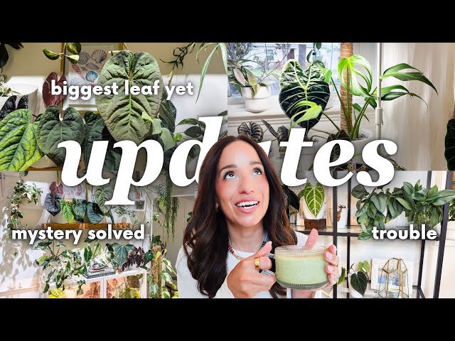 i never do walkthroughs but...🌿 (updates, check-in + 3 rescues)