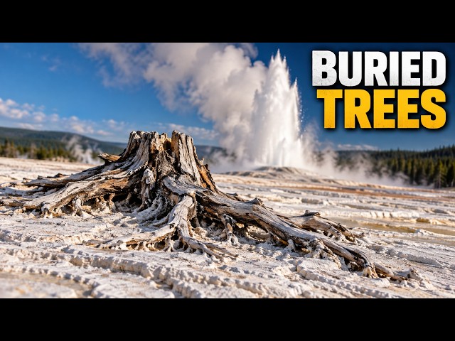 There Are Tree Stumps Rooted Into Old Faithful   The Only Way They Got There Is If It Stopped