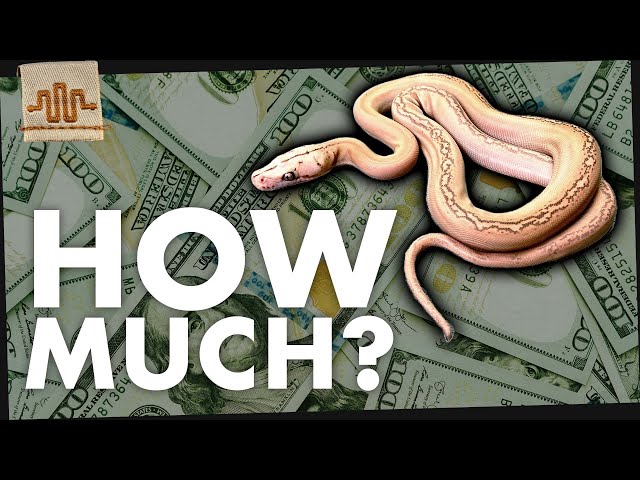 How much DOES a Super Dwarf Retic Cost?