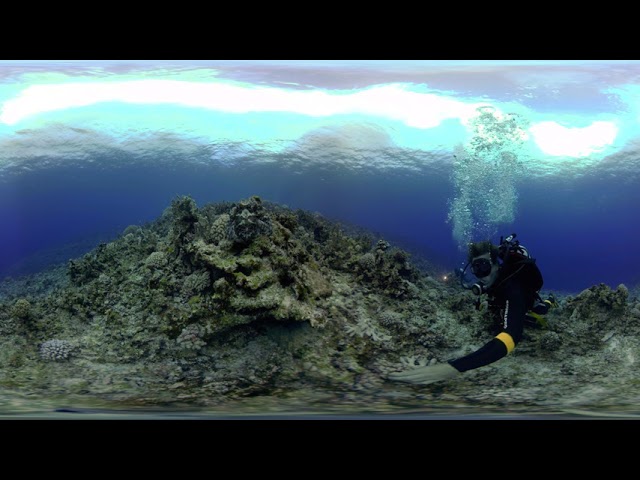 360bubble DEEP - Octopus
