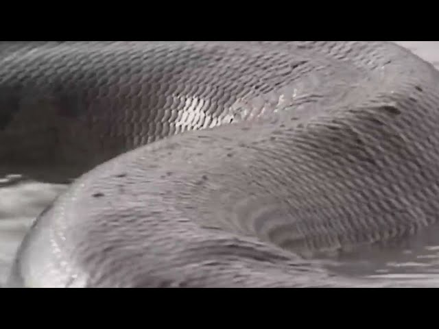 Largest SNAKE ever found! Check it out!