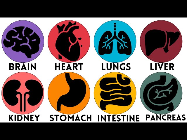 Every Human Organ Explained Simply
