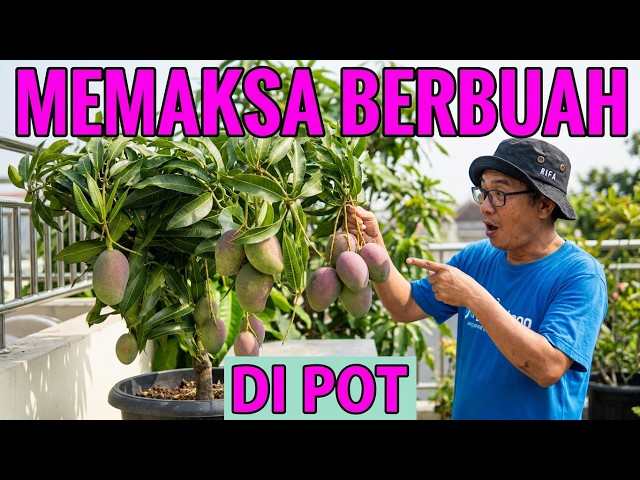 Cara Rahasia Memaksa Tabulampot Mangga Berbuah Terus Sepanjang Tahun