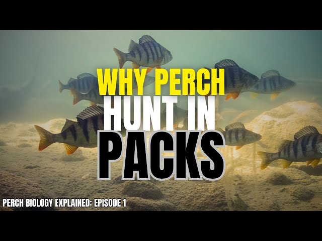 The Real Reason Perch Form Deadly Packs