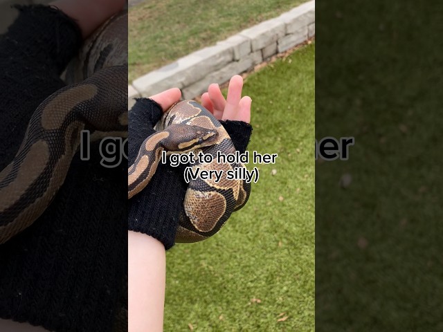 Reupload from April bc why not :) #furry #antizoo #snake #reupload #fypシ