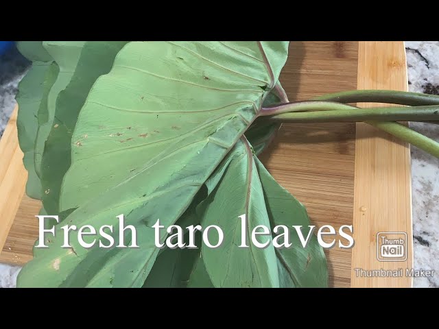 How to cook /laing/fresh TARO LEAVES Super Yummy