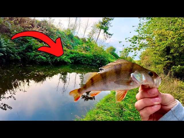 Ultra-Light Lure Fishing Catches Me Some Perch!