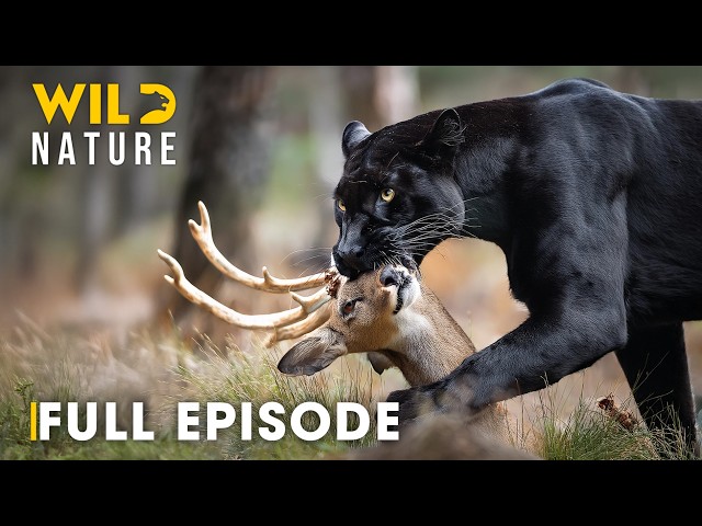 Shadow Predators (FULL EPISODE) | The Most Brutal Fight for Survival | Animal documentary