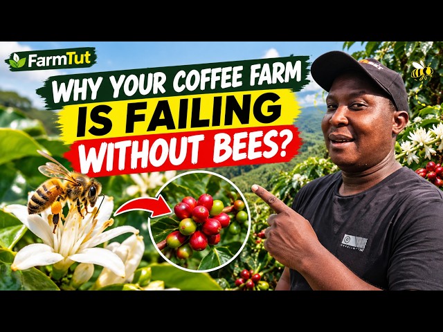 Your Coffee Farm May Be Losing Yield Without Bees - Here is Why?