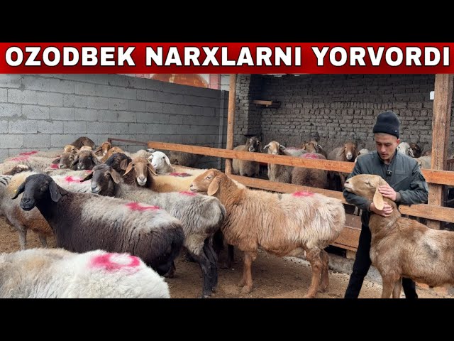 OZODBEKGA PULI ARZON YAQIN BOGOZ SOVLIQLAR KELDI
