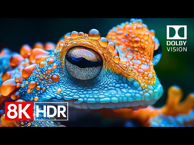 Ultimate OLED Experience | Stunning Dolby Vision in 8K HDR 60fps