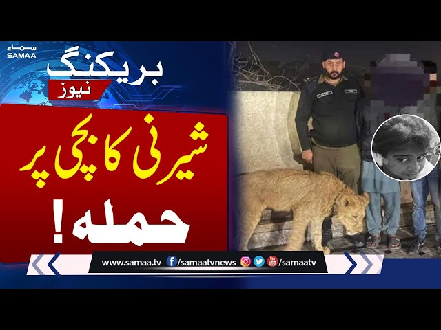 Tiger Attack in Lahore: 8-Year-Old Girl Injured | Police Arrest Suspects | SAMAA TV