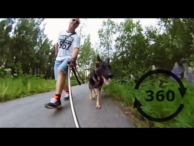 360 video and German shepherd with RICOH THETA S (Use Google Chrome)