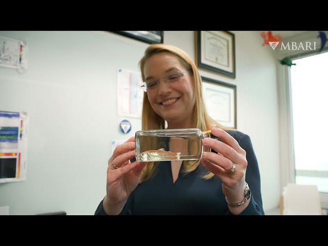 Navigating STEM as an acoustic marine biologist | Kelly Benoit-Bird