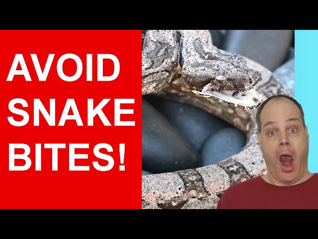 Reading Boa Body Language to AVOID BITES (Proven Secrets!)