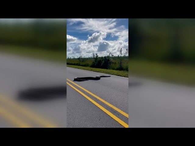 What should you do if you come across a giant Burmese python?