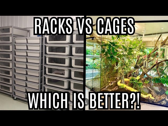 Snake Racks VS Cages | Which Is Better?!