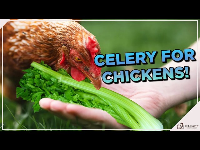 Can Chickens Eat Celery?????