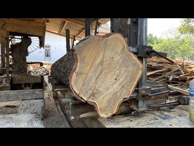 Very scary!! The process of sawing the largest acacia wood on the island of Java