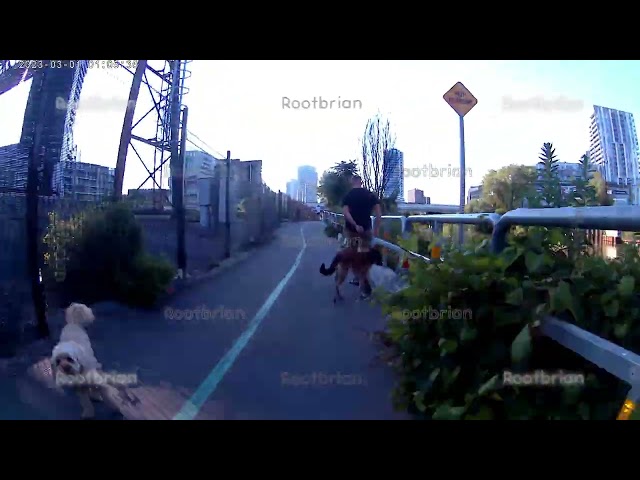 Two Dog Owners with UNLEASHED DOGS on the lower don trail north of corkstown commons