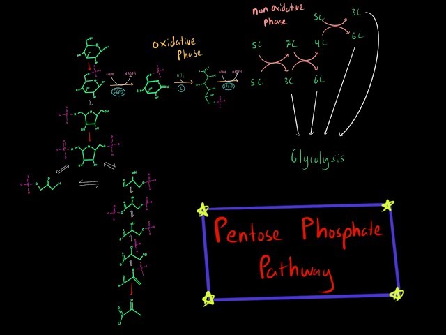 The Pentose Phosphate Pathway (EVERYTHING YOU NEED TO KNOW BY MCAT 99th% SCORER)