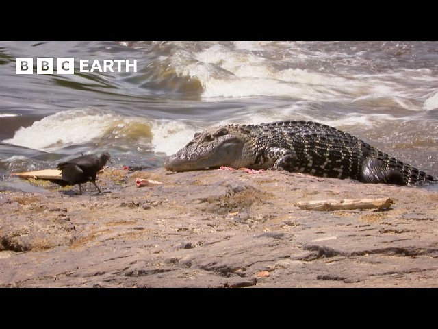 Steve Backshall Dives Into Crocodile Territory | Expedition Guyana | BBC Earth